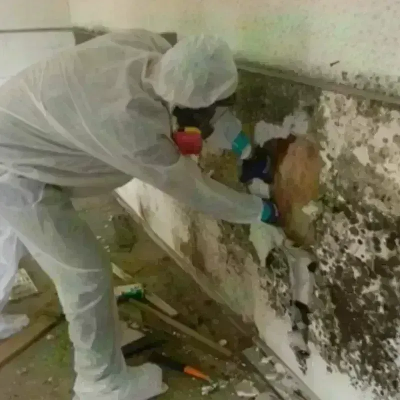 Mold Remediation and Removal in Vermilion, OH